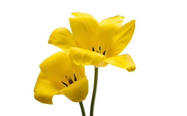 Tulipano Giallo Isolato Sfondo Bianco — Foto Stock