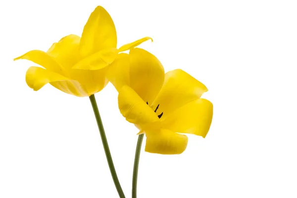 白色背景上孤立的黄色郁金香 — 图库照片