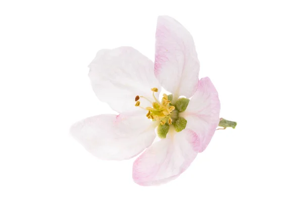 Äpple Träd Blommor Isolerad Vit Bakgrund — Stockfoto