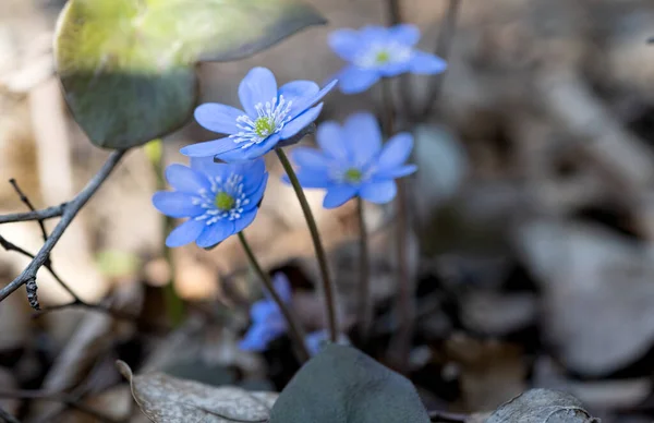 Vår Blå Blomma Nobilis Växer Skogen — Stockfoto
