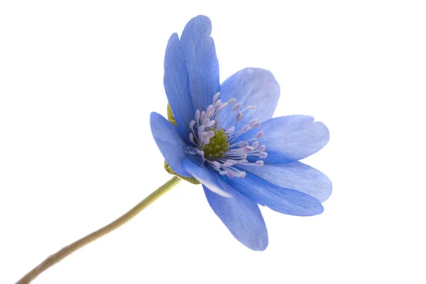 Primavera Fiore Nobilis Blu Isolato Sfondo Bianco — Foto Stock