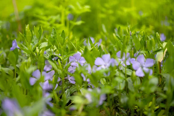 Periwinkle Groeit Het Bos Een Weide Het Voorjaar — Stockfoto