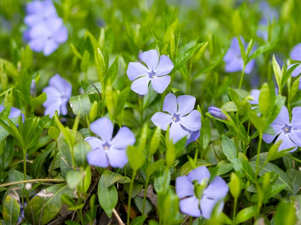 Periwinkle Rośnie Lesie Łące Wiosną — Zdjęcie stockowe