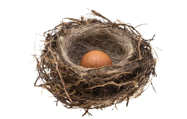 Bird Nest Egg Isolated White Background — Stock Photo, Image