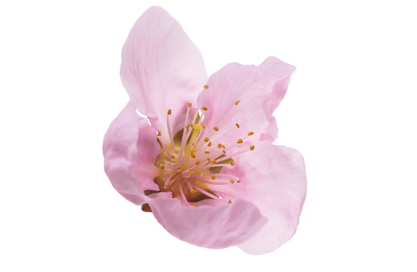 Sakura Blomma Isolerad Vit Bakgrund — Stockfoto