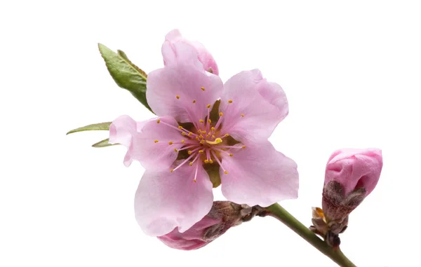 Sakura Blume Isoliert Auf Weißem Hintergrund — Stockfoto