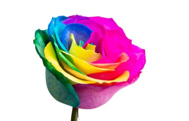 çok renkli gül beyaz arkaplanda izole