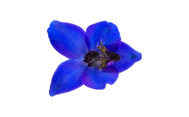 Beyaz arkaplanda izole edilmiş mavi Delphinium çiçeği 