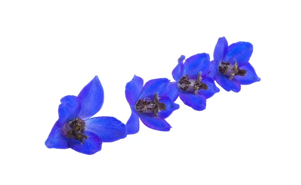 Niebieski Delphinium Kwiat Izolowany Białym Tle — Zdjęcie stockowe