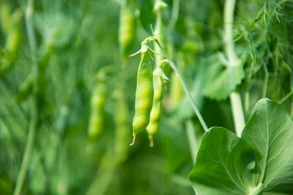 Piselli Verdi Che Crescono Giardino — Foto Stock