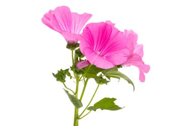 Beyaz arka plan üzerinde izole pembe ebegümeci 