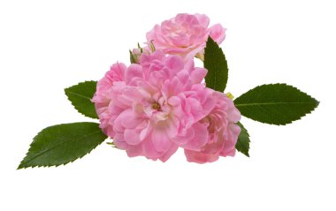 Beyaz arkaplanda izole edilmiş küçük pembe gül 