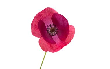 Beyaz arka plan üzerinde izole güzel haşhaş 