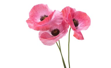 Beyaz arka plan üzerinde izole güzel haşhaş 