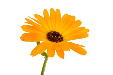 beyaz arkaplanda izole edilmiş kadife çiçekleri 