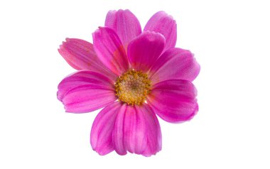 tansi pembe beyaz arkaplanda izole 