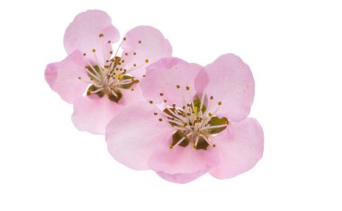 Beyaz arkaplanda izole edilmiş sakura çiçekleri 