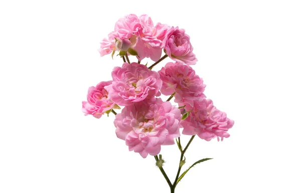 Kleine Roze Roos Geïsoleerd Witte Achtergrond — Stockfoto