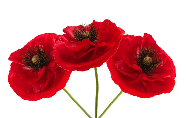 Beautiful Poppy Isolated White Background — Stock Photo, Image