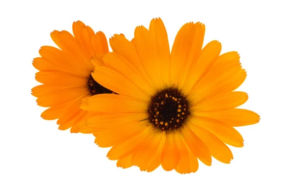 Fiori Calendula Isolati Sfondo Bianco — Foto Stock