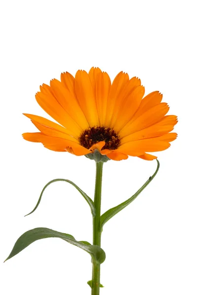 Fiori Calendula Isolati Sfondo Bianco — Foto Stock