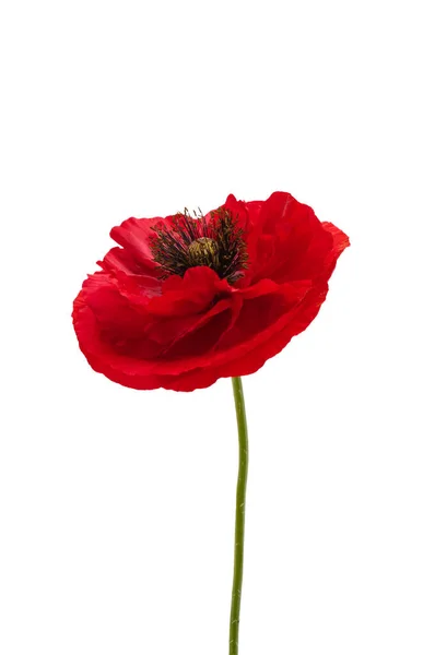 Beautiful Poppy Isolated White Background — Stock Photo, Image