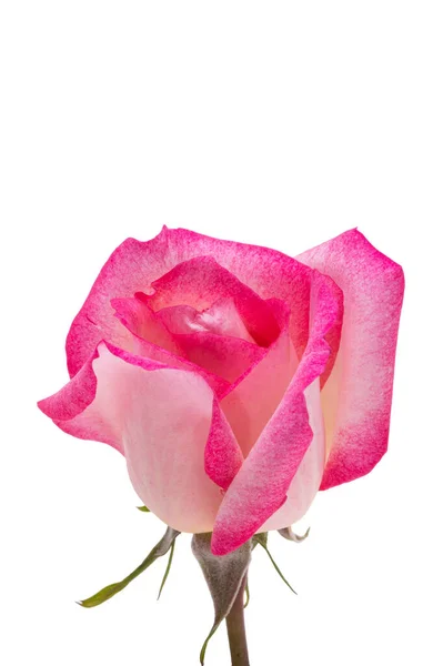 Pink Rose Izolowane Białym Tle — Zdjęcie stockowe