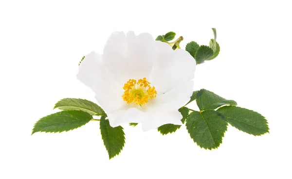 Rosa Silvestre Blanca Aislada Sobre Fondo Blanco —  Fotos de Stock