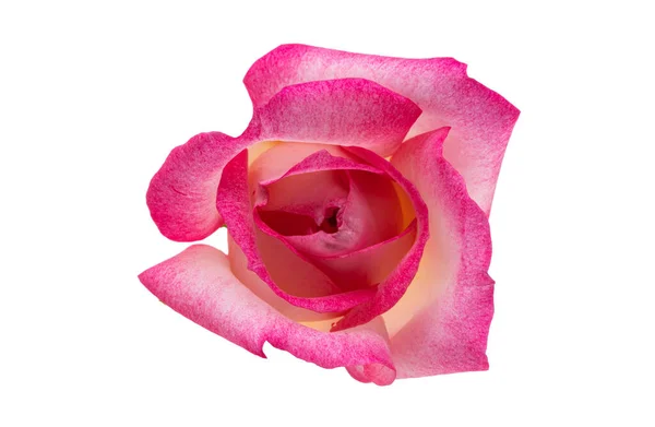 Růžová Růže Izolované Bílém Pozadí — Stock fotografie