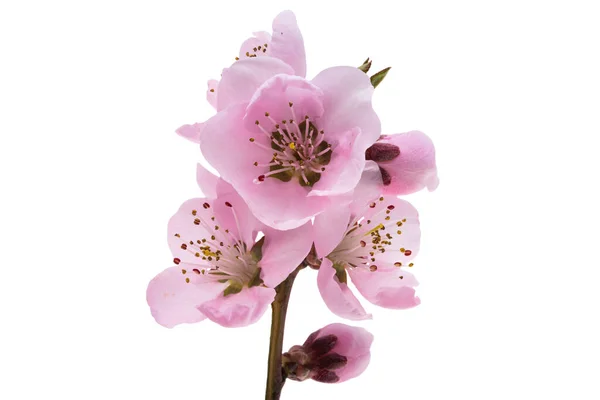 Sakura Kwiaty Izolowane Białym Tle — Zdjęcie stockowe
