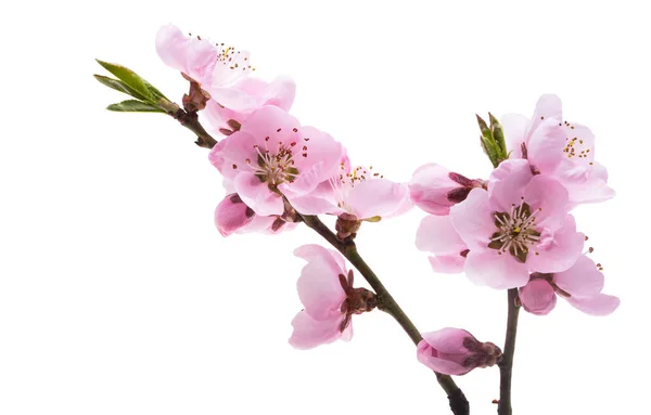 Sakura Květiny Izolované Bílém Pozadí — Stock fotografie