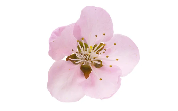 Sakura Virágok Elszigetelt Fehér Háttér — Stock Fotó