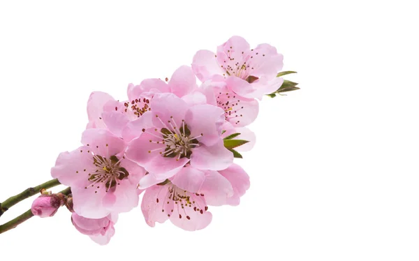 Цветы Сакуры Изолированы Белом Фоне — стоковое фото