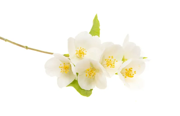 Jasmijnbloemen Geïsoleerd Witte Achtergrond — Stockfoto