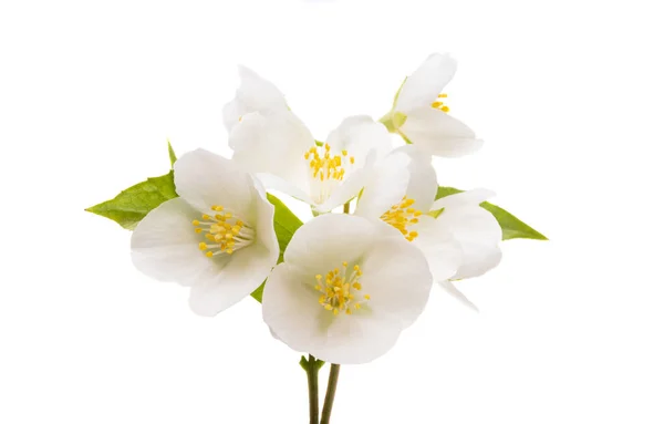 Jasmijnbloemen Geïsoleerd Witte Achtergrond — Stockfoto