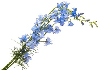 Beyaz arka planda izole edilmiş mavi yabani delfinyum çiçeği 