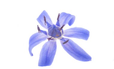 Beyaz arka plan üzerinde izole mavi bahar çiçek 