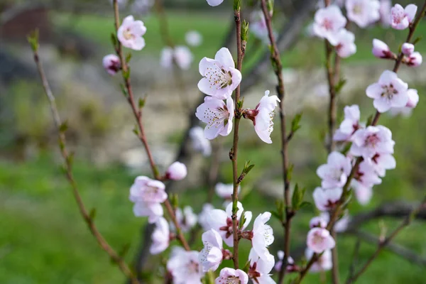 Sakura Floreciente Día Soleado Primavera — Foto de Stock