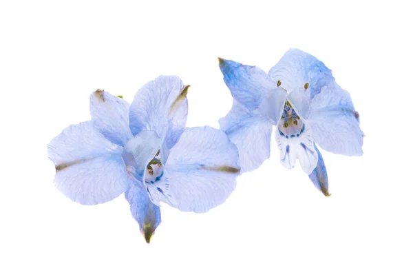 Květ Modré Divoké Delfinium Izolované Bílém Pozadí — Stock fotografie