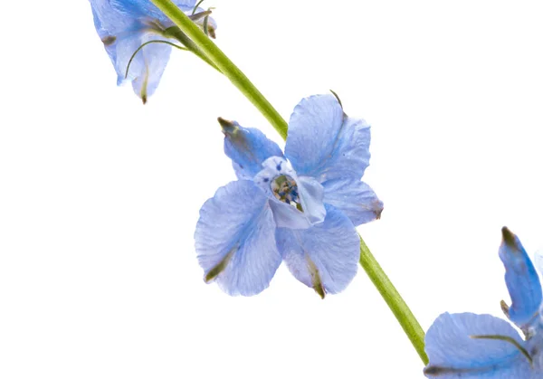 白い背景に隔離された青い野生のデルフィニウムの花 — ストック写真