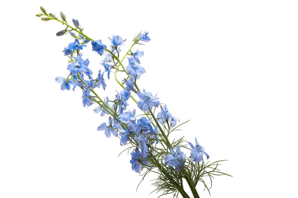 Flor Azul Delphinium Selvagem Isolado Fundo Branco — Fotografia de Stock