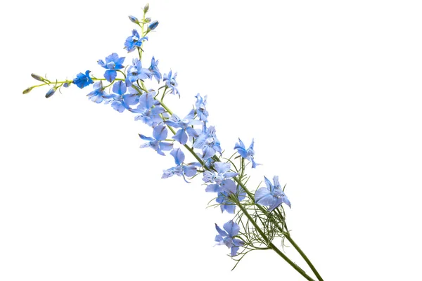 Квітка Синього Дикого Дельфінію Ізольована Білому Тлі — стокове фото