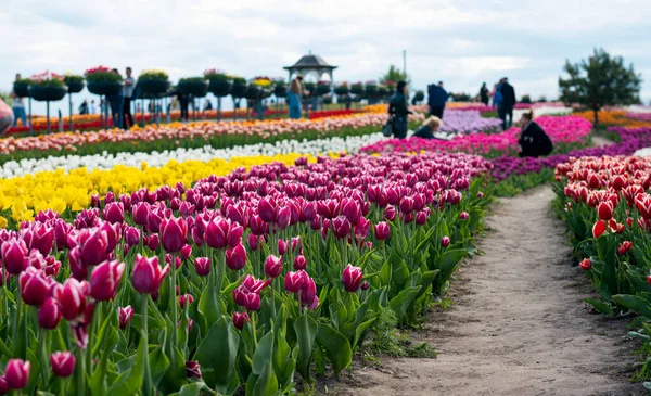 Beautiful Tulips Park Sunny Day Spring — Stockfoto