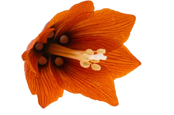 Цветок Куропатки Изолирован Белом Фоне — стоковое фото
