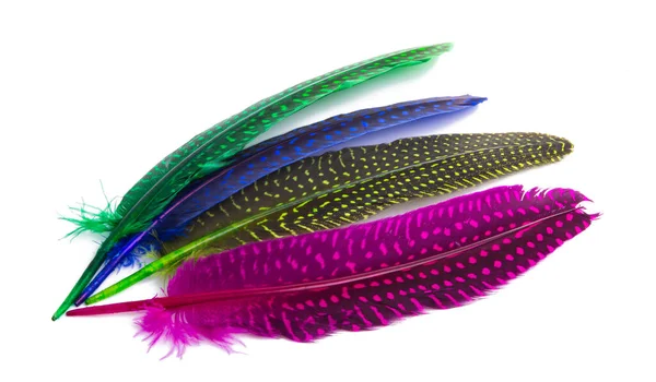 Colored Pheasant Feathers Isolated White Background — Stock Photo, Image