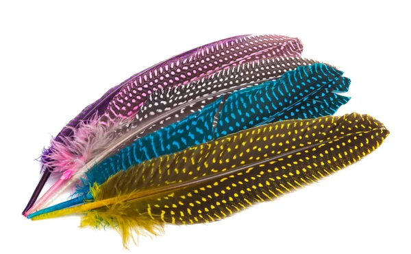 Colored Pheasant Feathers Isolated White Background — Stock Photo, Image