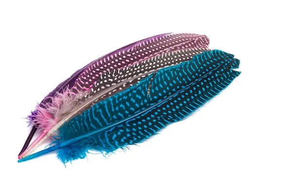 Colored Pheasant Feathers Isolated White Background — Stockfoto