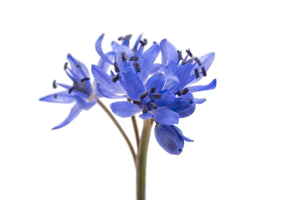 Spring Blue Flower Isolated White Background — Stock Photo, Image