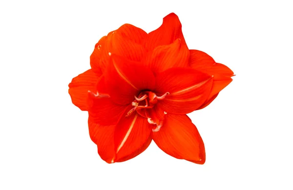 Red Amaryllis Flower Isolated White Background — Stock Photo, Image