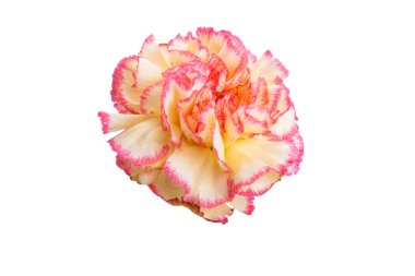 yellow-red carnation isolated on white background 